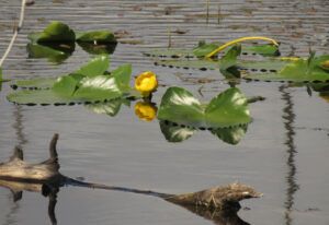 4 bull lilies (In Pursuit of Alpine Plants)