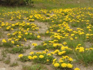 4 dandelions (The Greening)