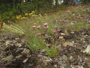5 cutleaf fleabane (JUNE 2022)