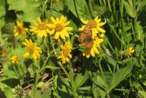 6 arnica with butterfly. (In Pursuit of Alpine Plants)