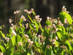 6 dogbane (In Pursuit of Alpine Plants)