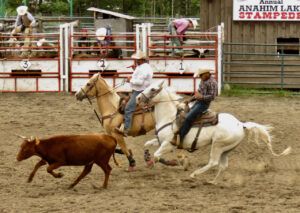7 steer wrestling (Anahim Lake Stampede 2022)