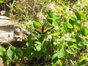 dogbane with swallowtail (In Pursuit of Alpine Plants)