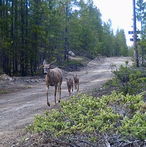 8 muledeer (JUNE 2022)