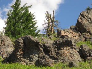 8 rock and snag (In Pursuit of Alpine Plants)