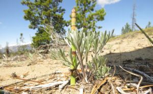 9 horsetail (JUNE 2022)