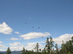 9 turkey vultures 1 (In Pursuit of Alpine Plants)