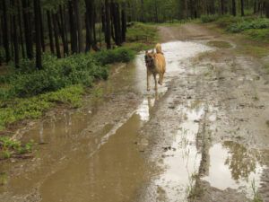 pepita.  puddles. (JUNE 2022)