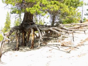 spider tree 2 (JUNE 2022)