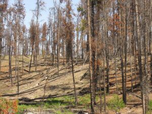 1 bare burn (Basically August)