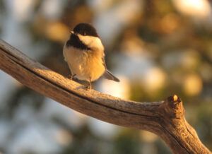10 bc chick (Arrival of Winter)