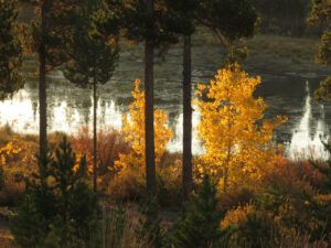 10 pond (Fall At Ginty Creek)