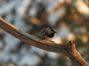 11 mt chick (Arrival of Winter)