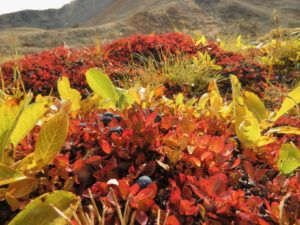 12 blueberries (Perkins Peak Fall 2022.)