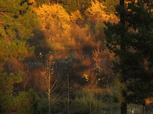 12 evening (Fall At Ginty Creek)