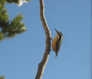 12 nuthatch (Arrival of Winter)
