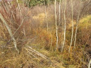 13 fading (Fall At Ginty Creek)