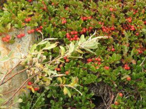 13 kinnikinnick (Perkins Peak Fall 2022.)