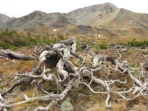14 tree distortion (Perkins Peak Fall 2022.)