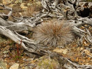 15 porcupine grass (Perkins Peak Fall 2022.)