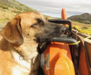 17 Pepita tired (Perkins Peak Fall 2022.)