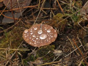 18 raindrops (Fall At Ginty Creek)