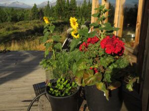 19 deck (Basically August)