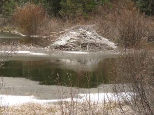 2 beaver house (Arrival of Winter)