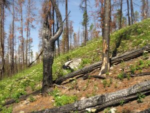 2 greening up. (Basically August)