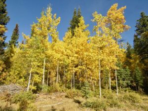 2 intermittent colour (Fall At Ginty Creek)