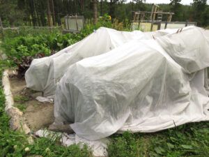 20 kale covers (Basically August)