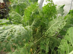 21 kale (Basically August)