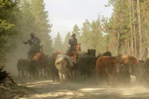 24 cows (Fall At Ginty Creek)