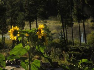 24 pond really full (Basically August)