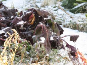 27 end of garden (Fall At Ginty Creek)