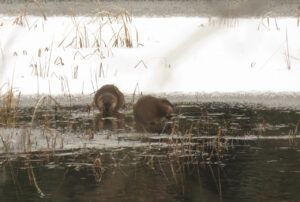 2 muskrats (Arrival of Winter)