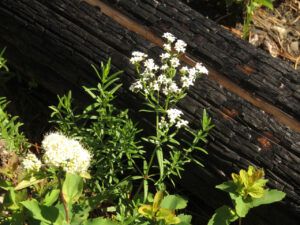 spirea and bedstraw (Basically August)