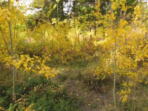 3 woods (Fall At Ginty Creek)