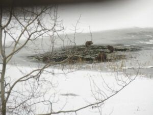 4 IMG_0001 (Arrival of Winter)