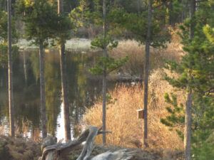 beaver house spring (Fall At Ginty Creek)