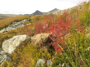 5 fireweed (Perkins Peak Fall 2022.)