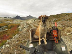 4 Pepita prefers to ride (Perkins Peak Fall 2022.)
