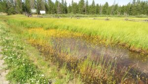 6 bladderwort (Basically August)