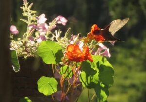 6 hummmer on nasturtium (Basically August)