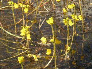 7 bladderwort 2 (Basically August)