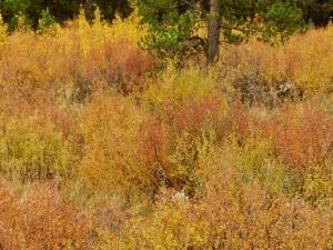 7 brush (Fall At Ginty Creek)