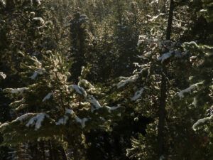 winter trees (Arrival of Winter)