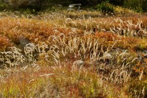 9 grasses jpg (Perkins Peak Fall 2022.)