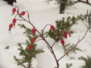 9 rosehips (Arrival of Winter)