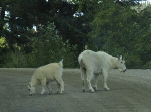 bella coola 4 goats (Basically August)